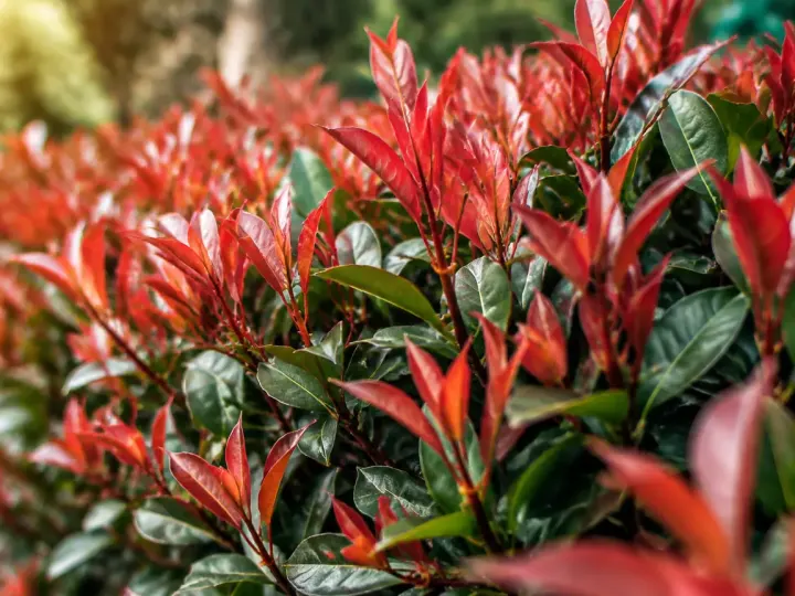 Jeune arbuste persistant aux pousses rouges en rang dense