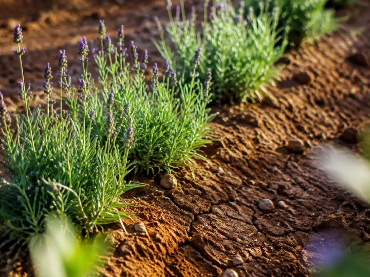 Jeunes plants de lavande alignes dans la terre seche