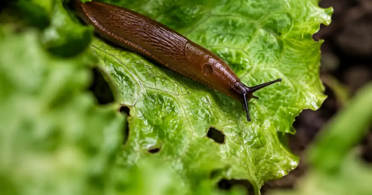 Limace brune rampant sur une feuille de salade