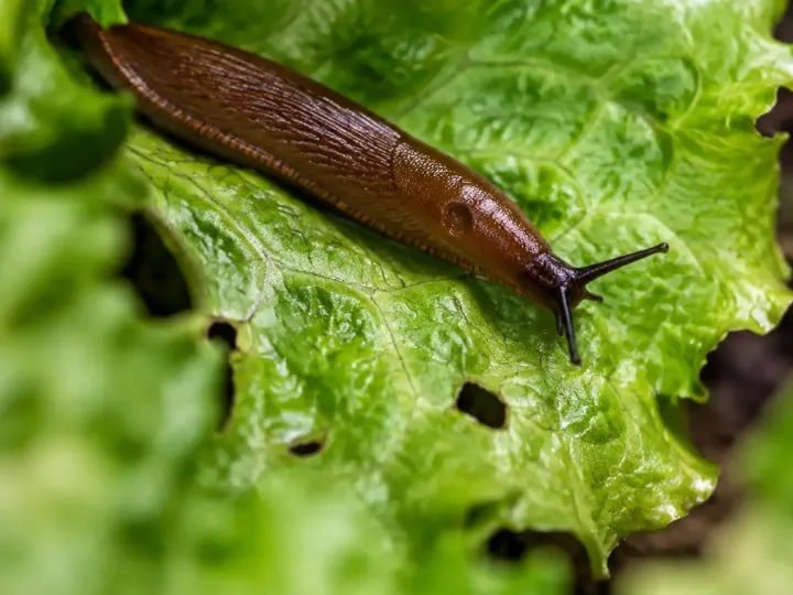 Limace brune rampant sur une feuille de salade