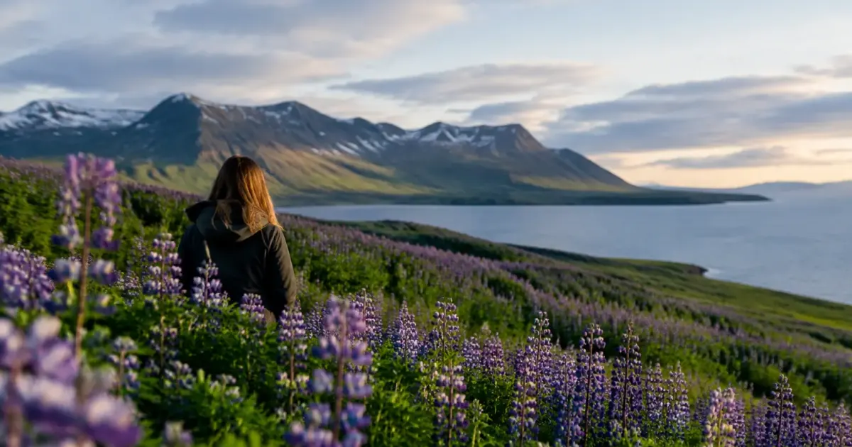 Champ de lupins violets envahissant une colline islandaise pelee