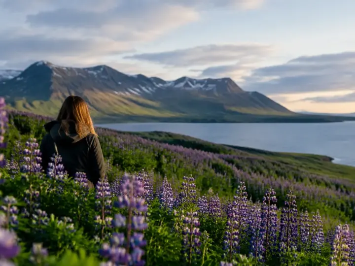 Champ de lupins violets envahissant une colline islandaise pelee