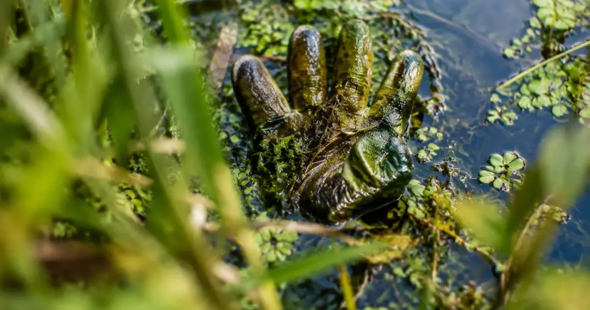Main gantée sortant des débris verts d'un plan d'eau