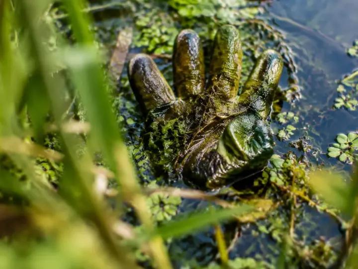 Main gantée sortant des débris verts d'un plan d'eau