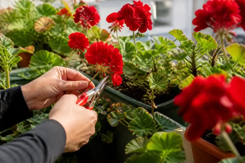 Main tenant un secateur sur pots de geraniums