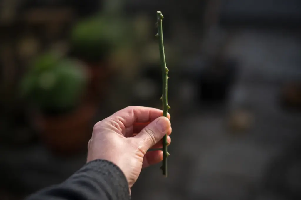 Main tenant une tige verte sans feuilles en bas