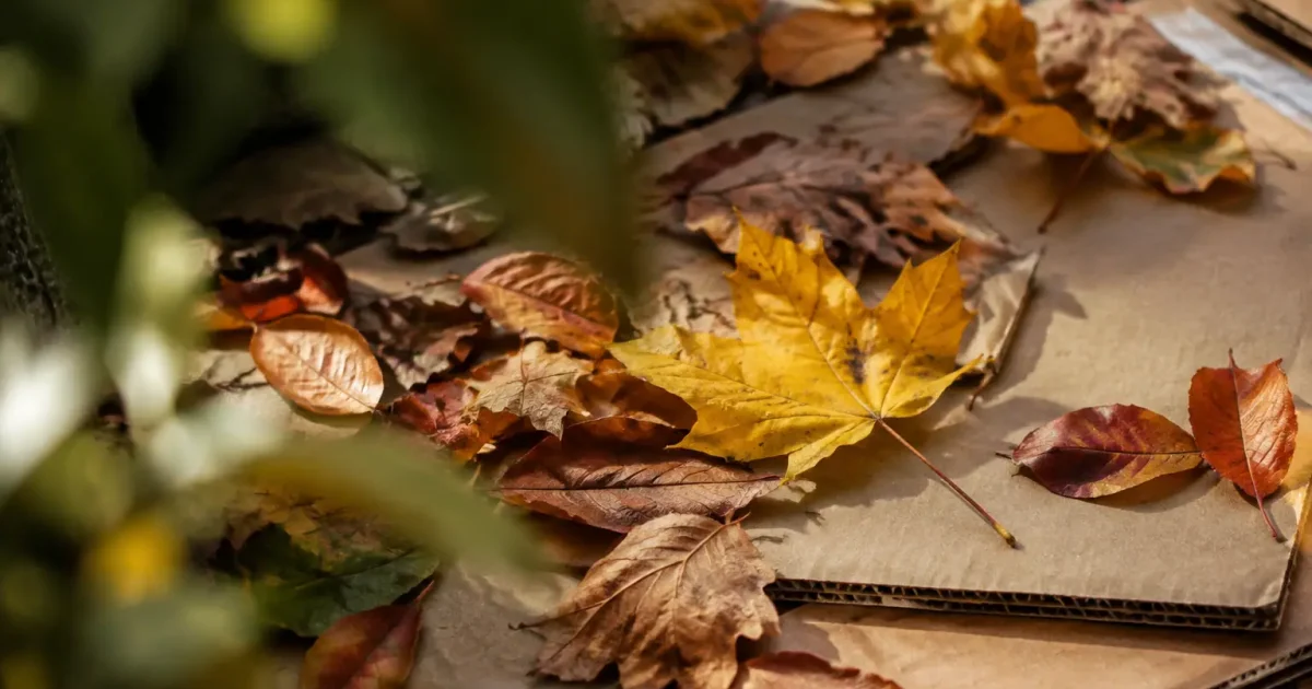 Mains etalent feuilles mortes sur couches de carton