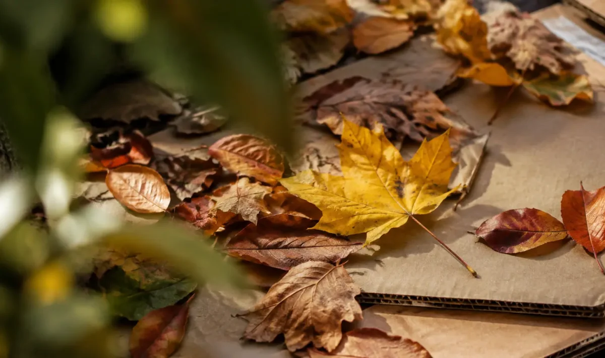 Mains etalent feuilles mortes sur couches de carton