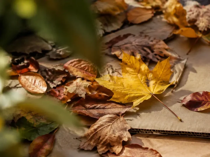 Mains etalent feuilles mortes sur couches de carton