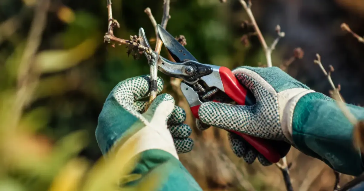 Mains gantees taillant une tige seche au secateur