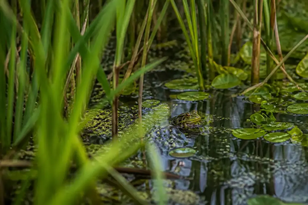 Mare de jardin entouree de joncs et grenouille