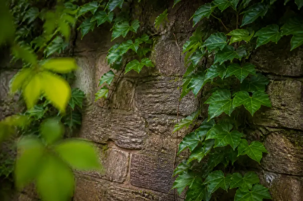 Mur en pierre couvert de lierre aux feuilles lobees