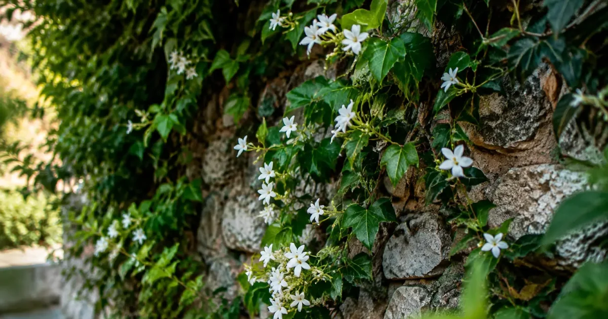 Mur de pierre couvert de lierre et petites fleurs