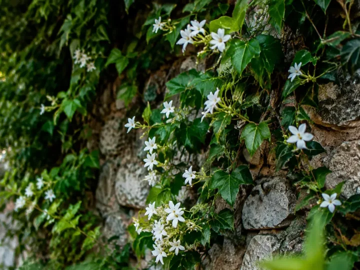 Mur de pierre couvert de lierre et petites fleurs