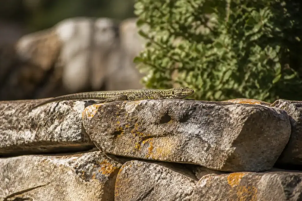 Muret de pierres ensoleille avec un lezard immobile