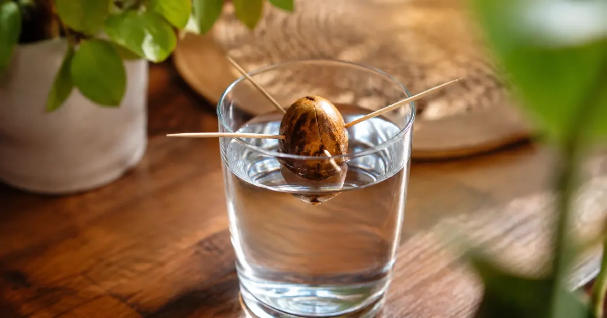 Noyau d'olive tenu debout dans un verre d'eau
