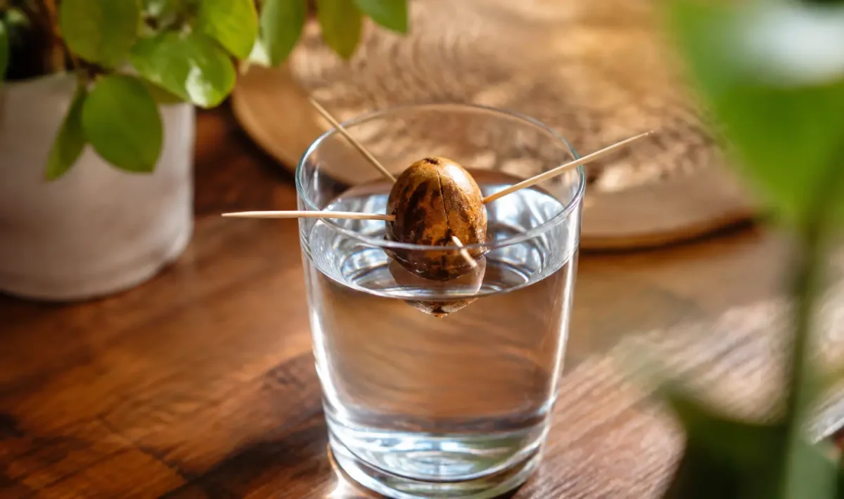 Noyau d'olive tenu debout dans un verre d'eau
