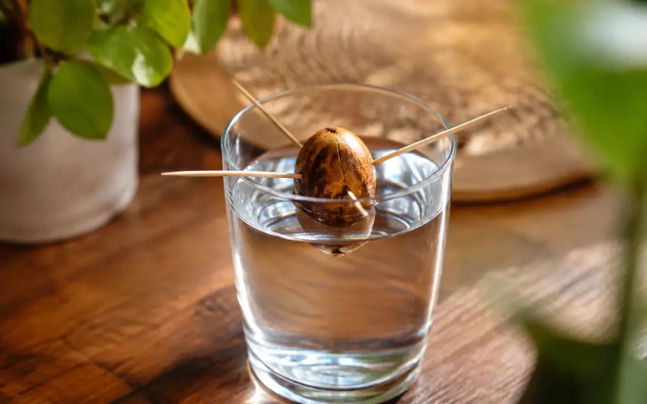 Noyau d'olive tenu debout dans un verre d'eau