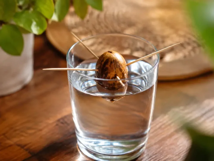 Noyau d'olive tenu debout dans un verre d'eau