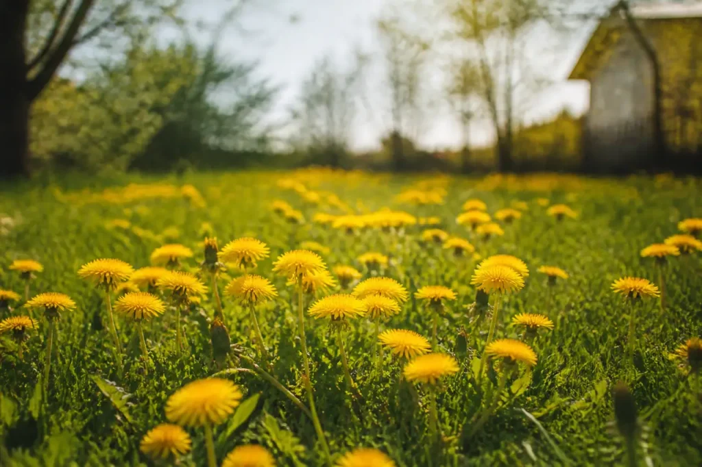 Pelouse sauvage parsemee de pissenlits jaunes
