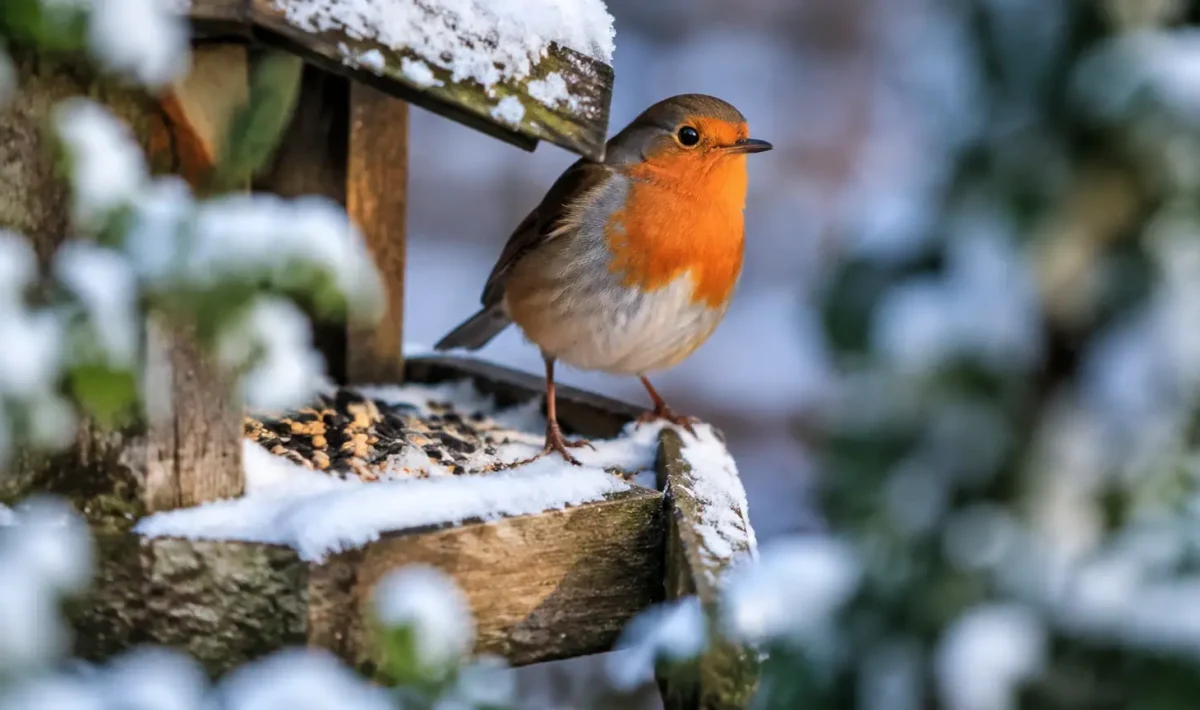 Petit oiseau orange perche sur une mangeoire enneigee