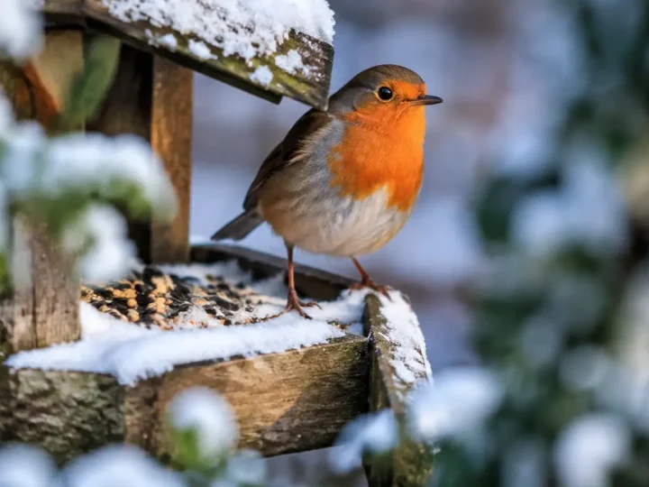 Petit oiseau orange perche sur une mangeoire enneigee