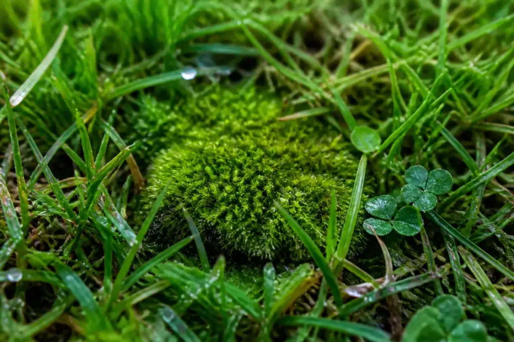 Petite tache de mousse verte sur pelouse humide