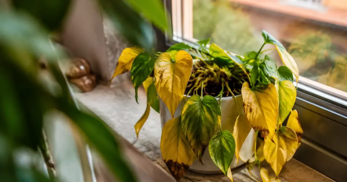 Plante verte aux feuilles jaunies posee sur un rebord