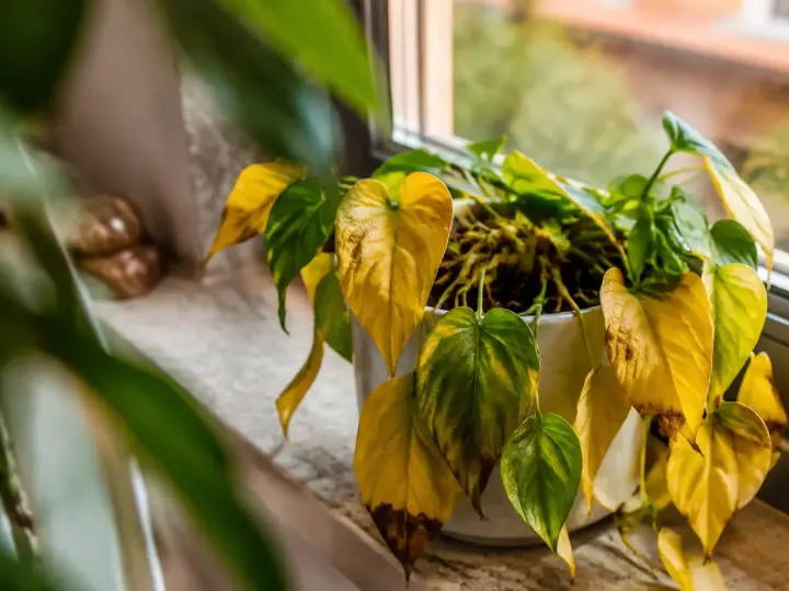 Plante verte aux feuilles jaunies posee sur un rebord