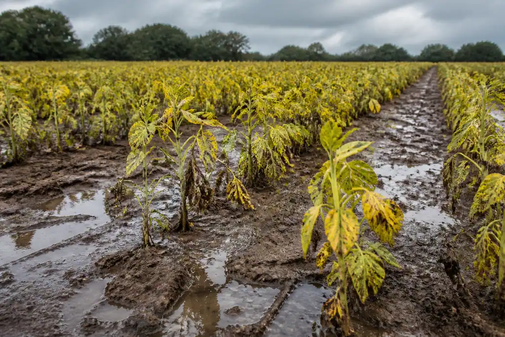 Plants de feves jaunis dans un sol detrempe