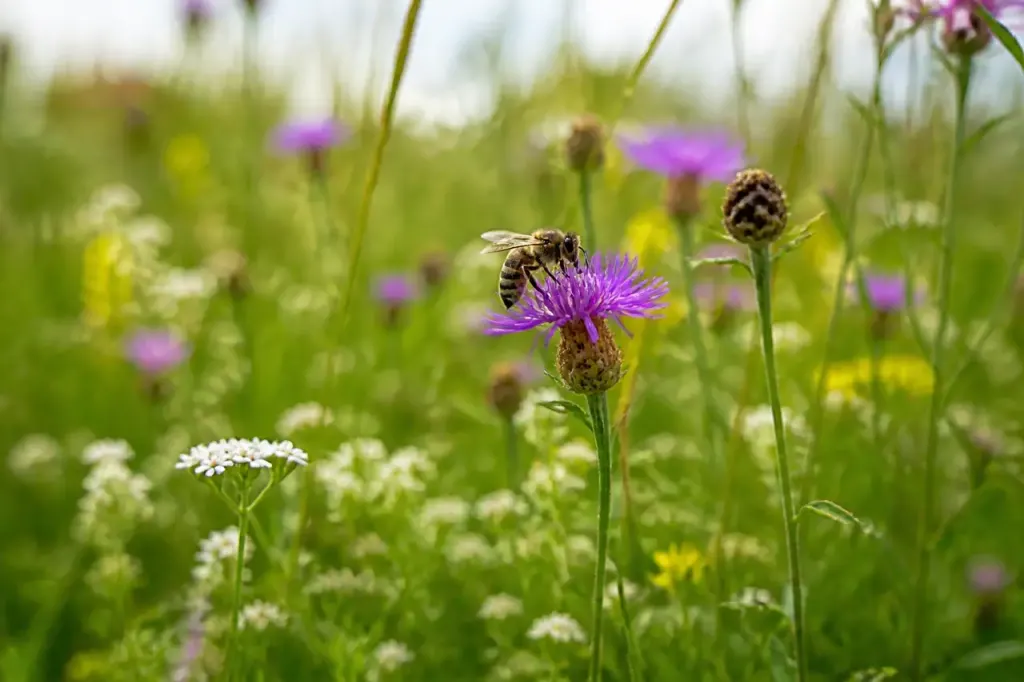 Prairie fleurie non tondue avec une abeille butinant