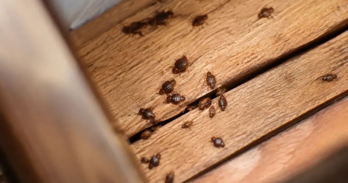 Petites punaises brunes rampant sur des lattes de bois