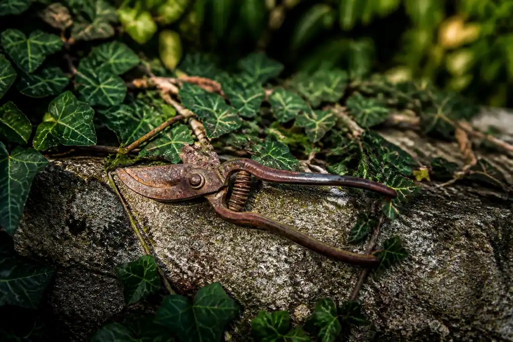 Secateur rouille pose sur un mur couvert de lierre