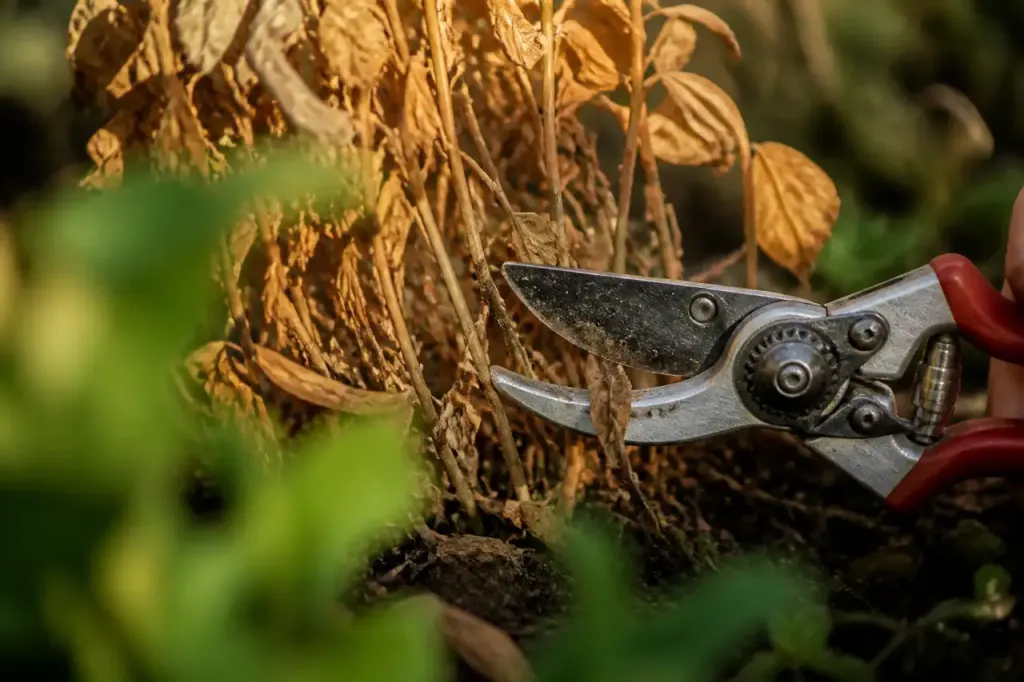 Secateur coupant une touffe aux feuilles brunes au jardin