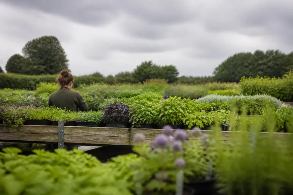 Tables couvertes de plants sous un ciel gris
