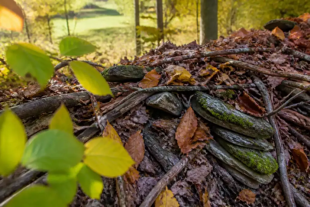 Tas de branches et pierres sous feuilles mortes
