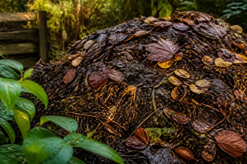 Tas de compost humide couvert de feuilles mortes