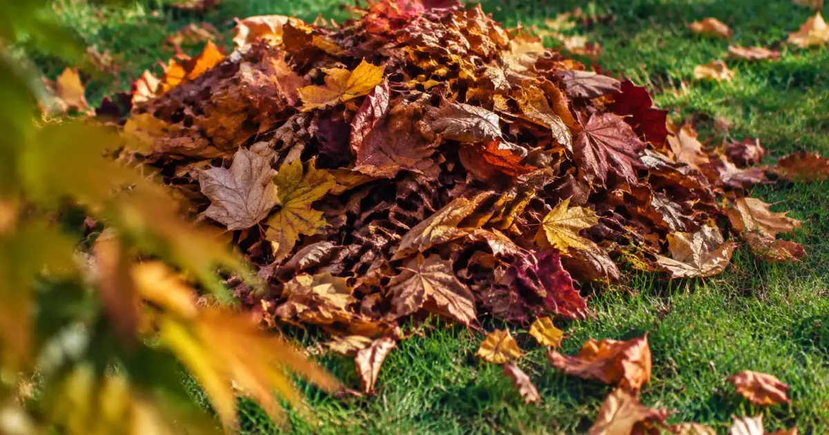 Gros tas de feuilles mortes posees sur la pelouse