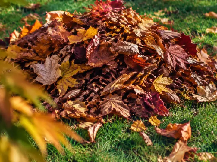 Gros tas de feuilles mortes posees sur la pelouse