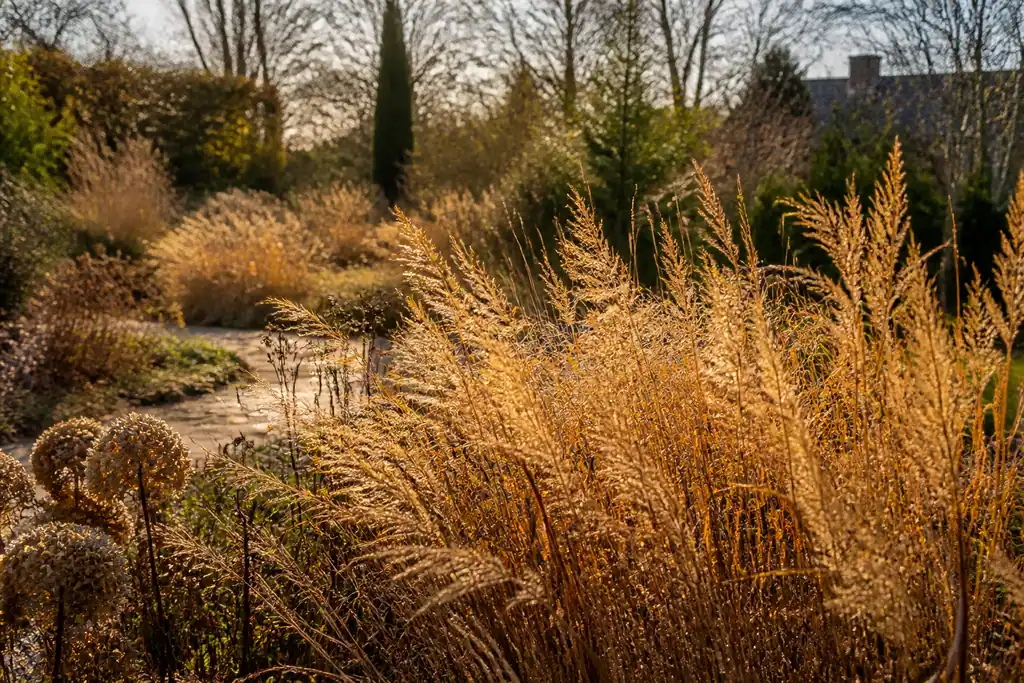 Tiges seches dorees dans un massif au jardin