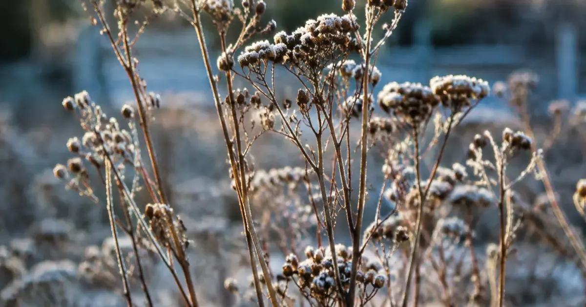 Tiges seches de vivaces dressees sous le givre