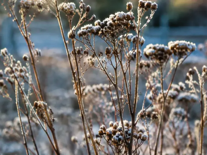 Tiges seches de vivaces dressees sous le givre