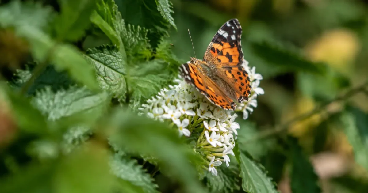Touffe de feuilles dentees, un papillon sur fleur