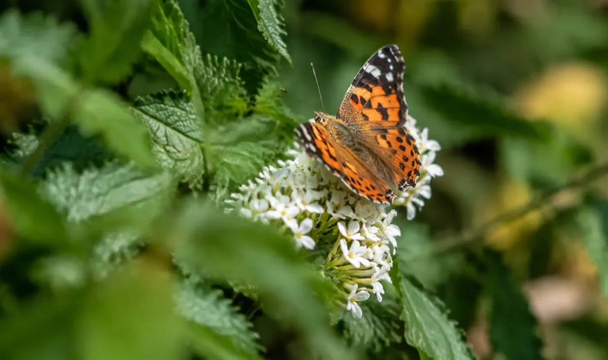 Touffe de feuilles dentees, un papillon sur fleur
