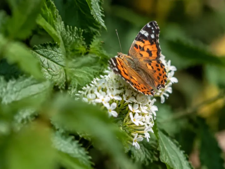 Touffe de feuilles dentees, un papillon sur fleur