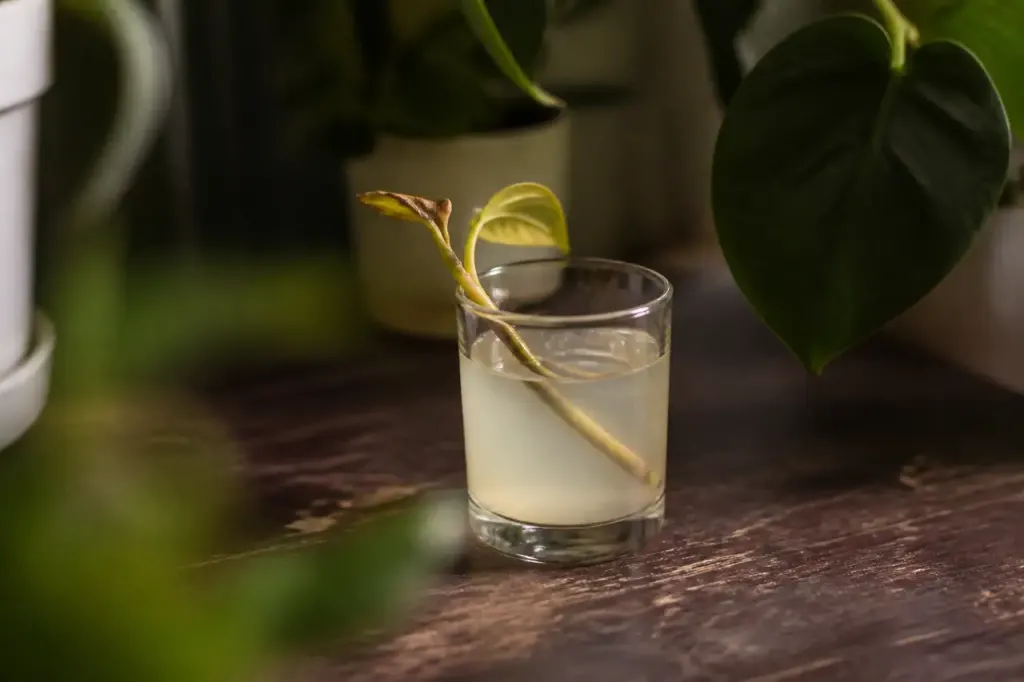 Verre d'eau trouble avec une bouture jaunie